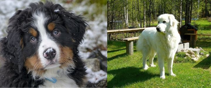 Bernese Mountain Dog And Great Pyrenees