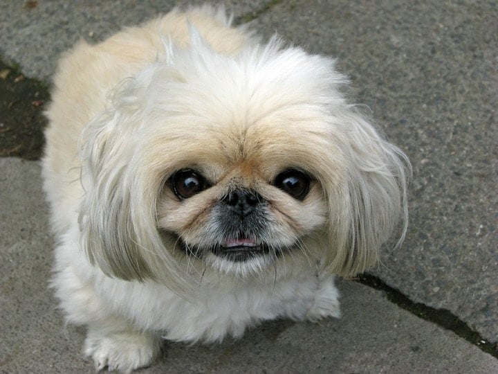 Bichon Frise Pekingese Mix