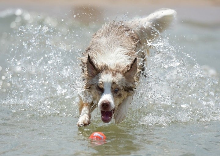 Australian Shepherd Playing In A Water With His Ball