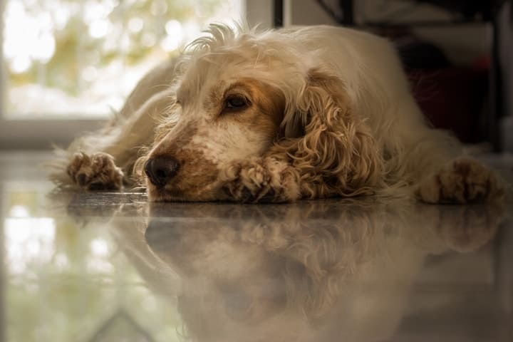 Bichon Frise Cocker Spaniel Mix On The Floor