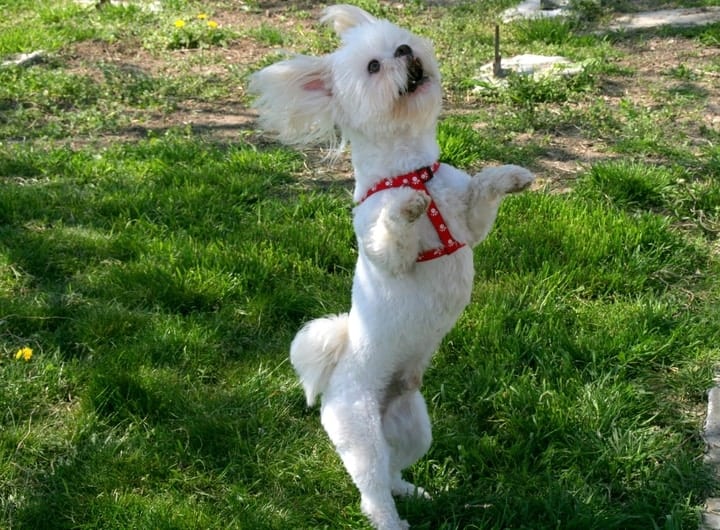 Photo of Dancing Happy Bichon Frise