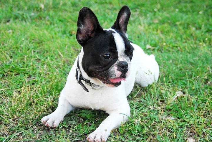 Photo of French Bulldog In A Grass