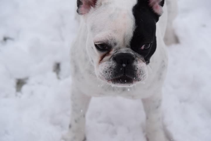 Frenchie Bulldog In A Snow