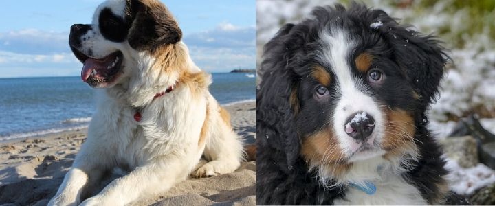 bernese mountain dog and st bernard