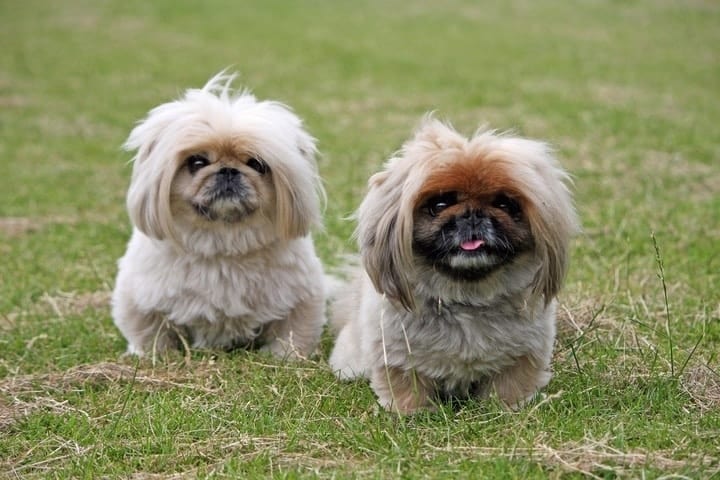 Two Hairy Bichon Frise Pekingese Mix