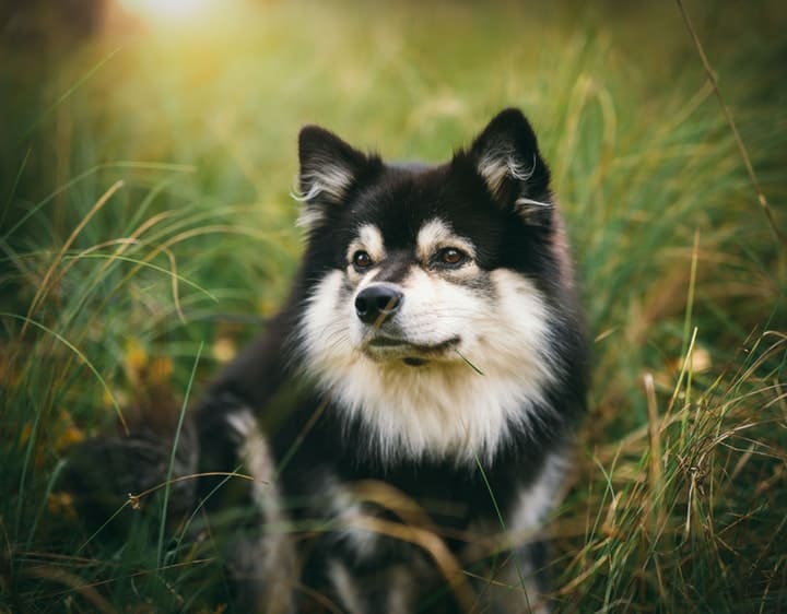 finnish lapphund price