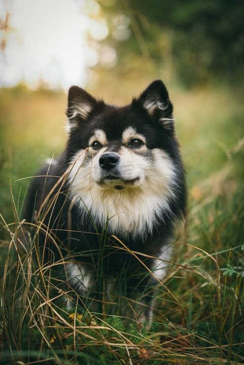 how do groomers bathe a finnish lapphund