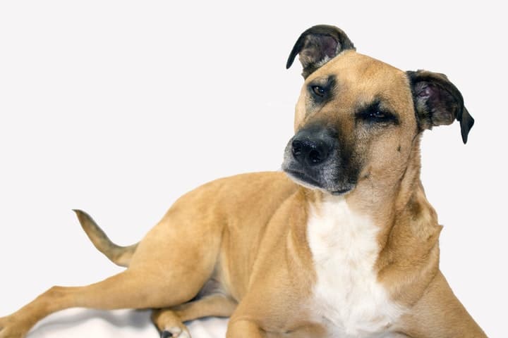 What Is A Black Mouth Cur Personality Price Train Health