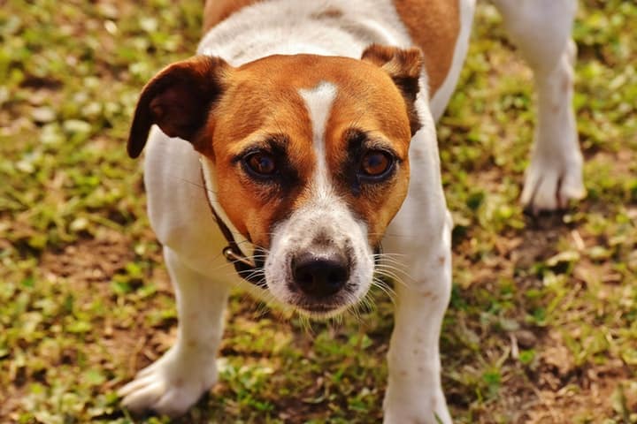 Brown And White Jack Russell Terrier  ()