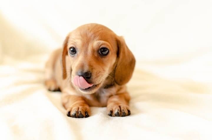 Brown Dachshund