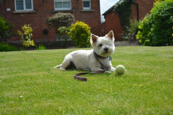 Cairn Terrier Playing Outside
