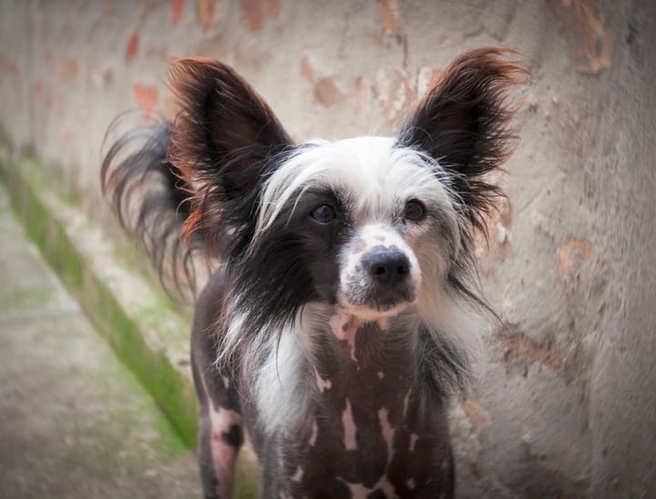 Chinese Crested Price