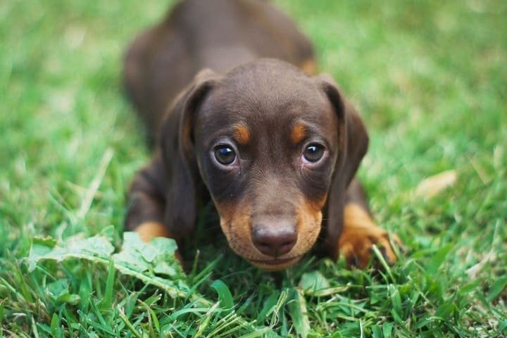 Dachshund Puppy In The Grass