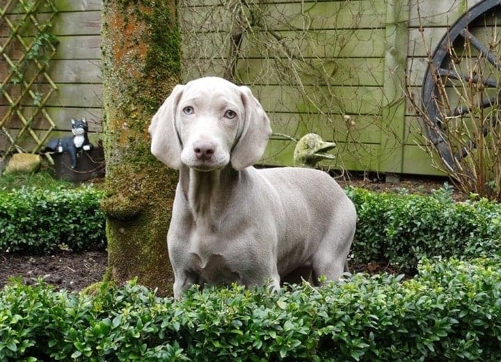 Dog breed clearance weimaraner cost