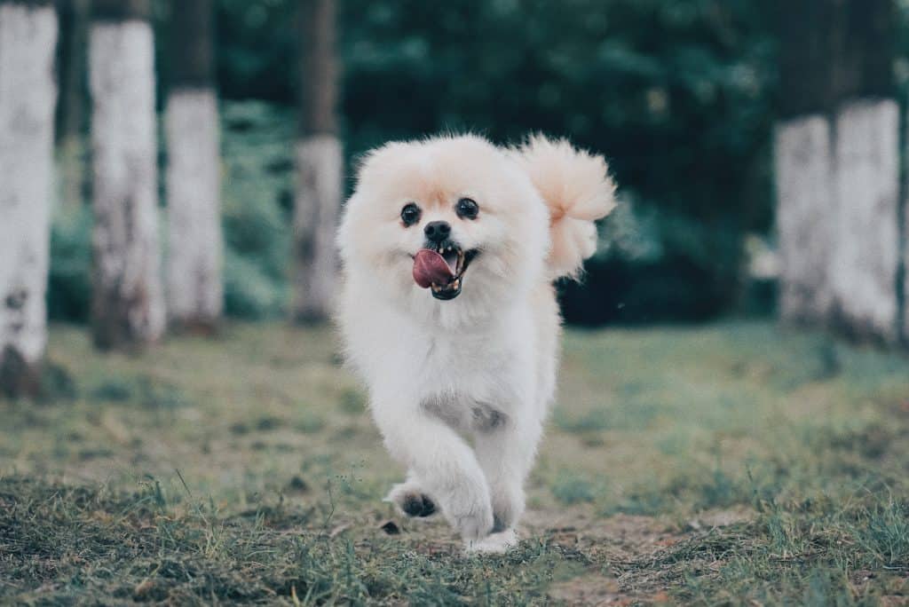 Photo of Active Pomeranian Outdoors