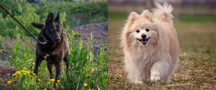 schipperke pomeranian mix