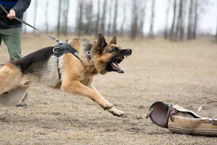 Photo of Aggressive German Shepherd Training