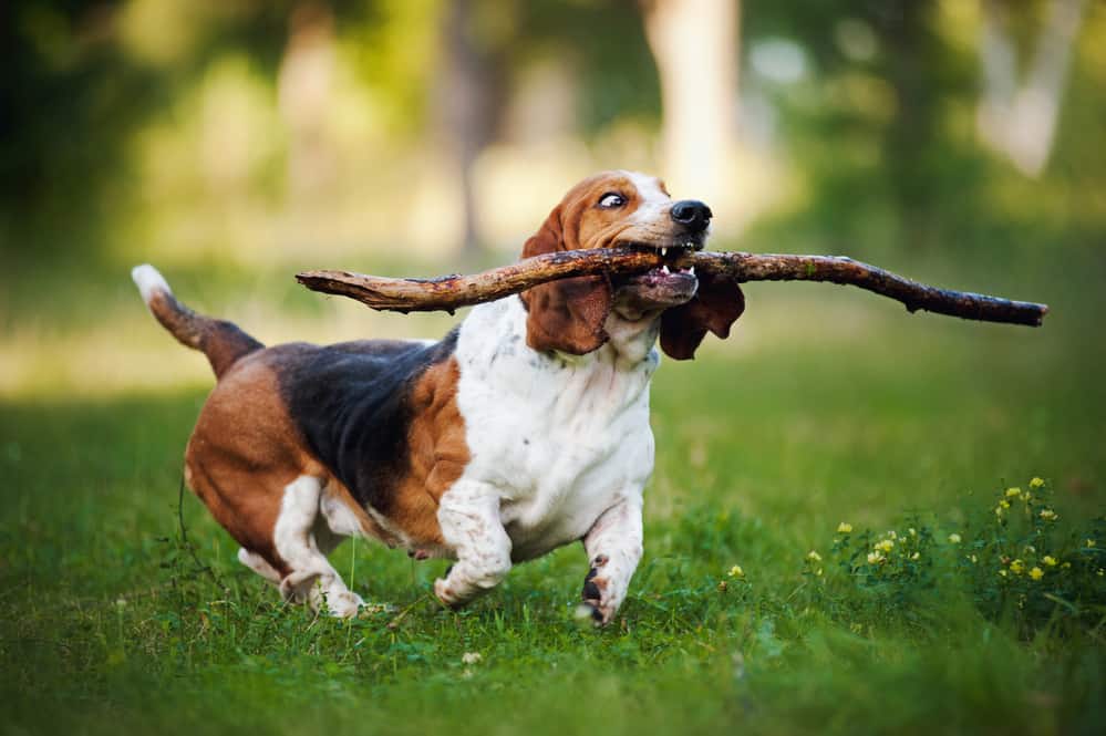 Photo of Funny Dog Basset Hound Running With Stick