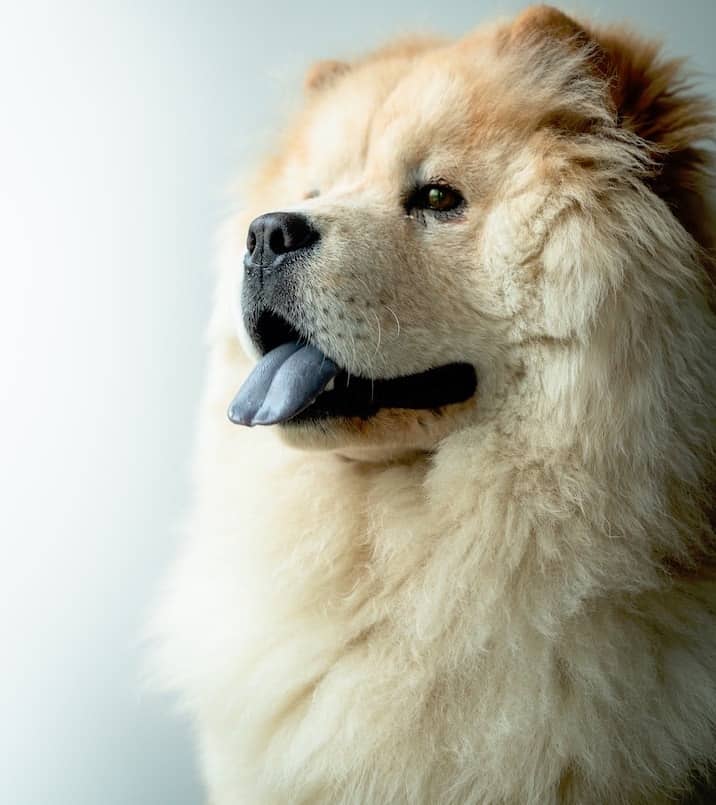 Photo of Black Tongue Chow Chow Dog