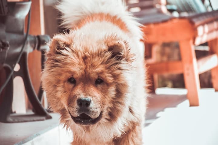 Photo of Chow Chow Dog Outdoors 