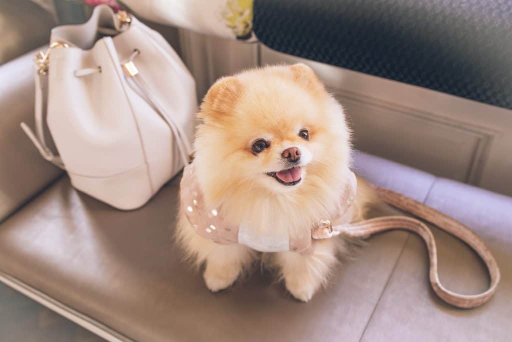 Photo of Classy Groomed Pomeranian