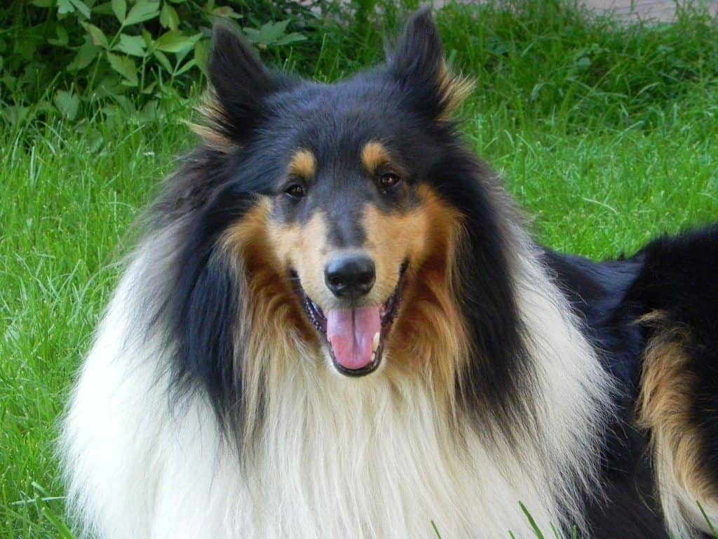 Photo of Collie Dog Outside