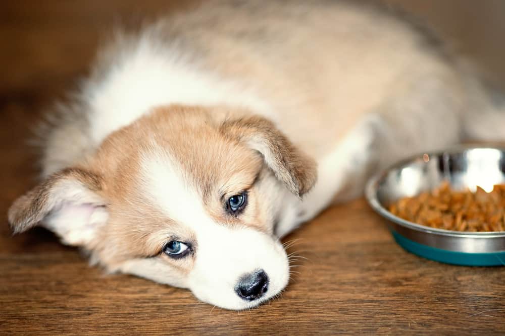 Cute Puppy Resting After Eating Dog Food
