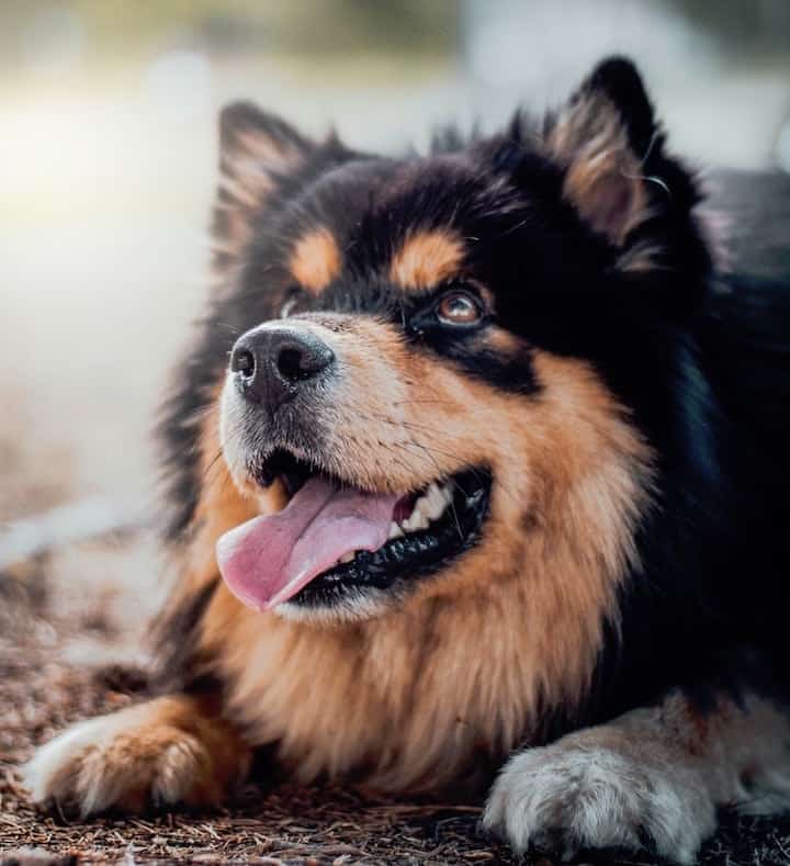 Photo of Happy Chow Chow Dog