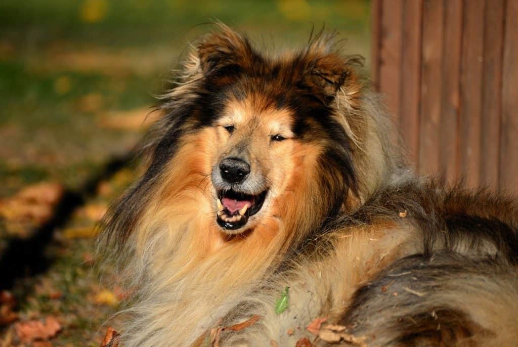Photo of Happy Collie Dog