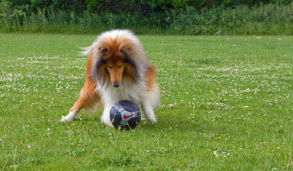 Photo of Playing Collie