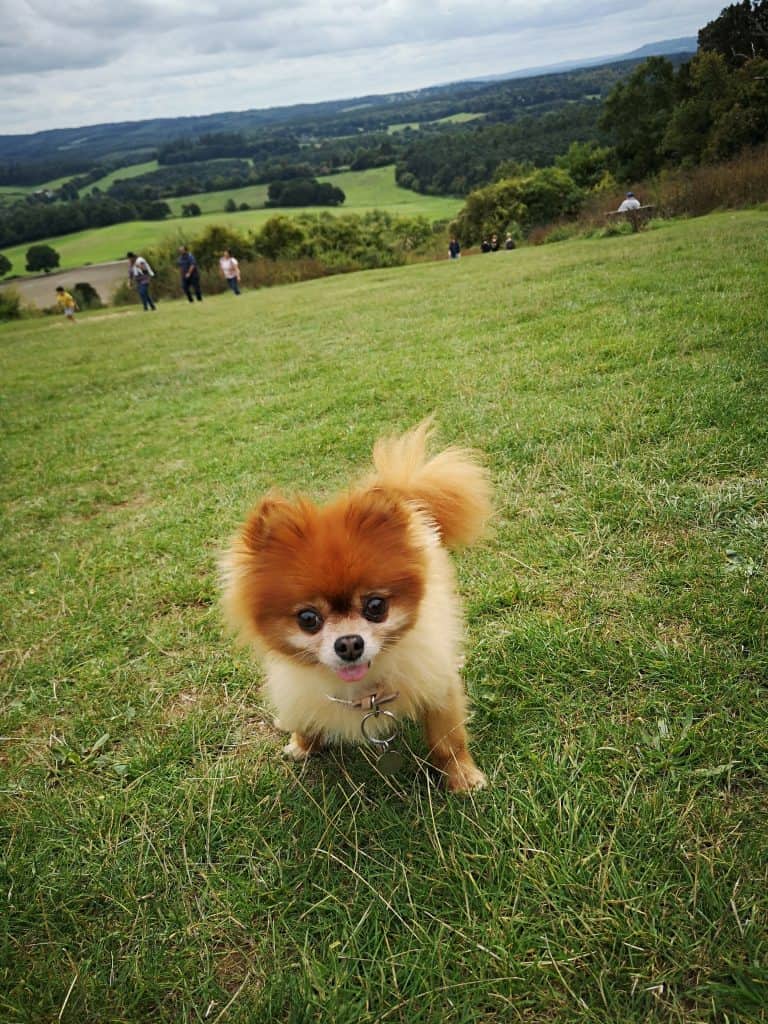 Photo of Pomeranian In Field