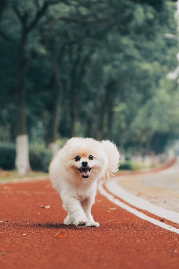 Photo of Pomeranian Running On Track