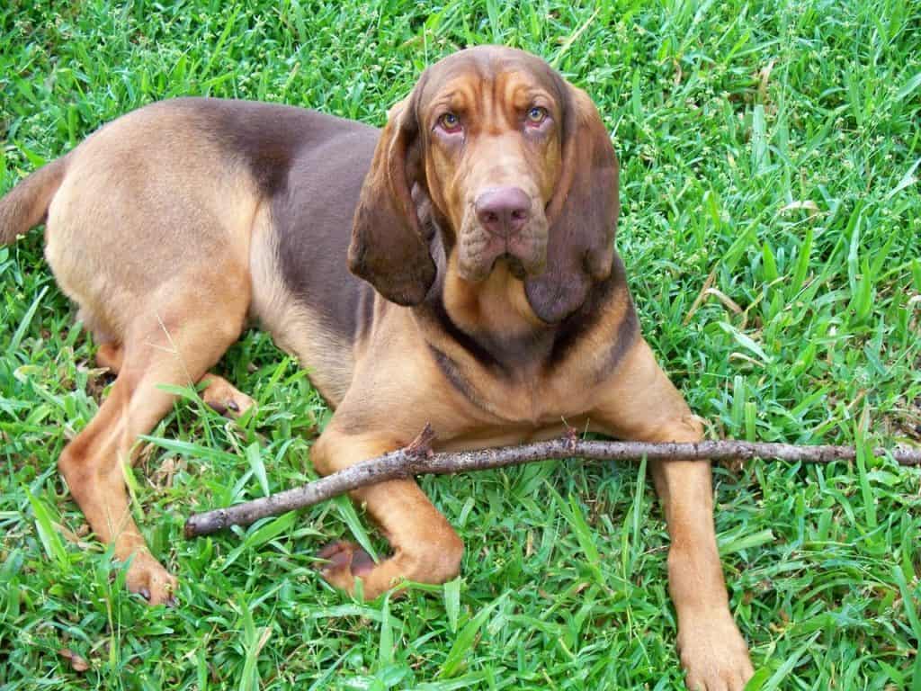 Photo of Serious Bloodhound Sitting In The Grass
