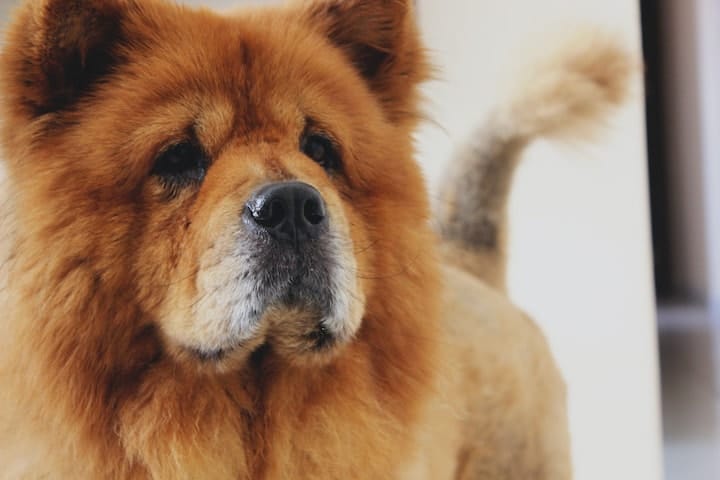 Photo of Serious Chow Chow Dog