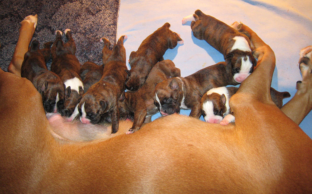 Photo of Boxer Puppies Nursing