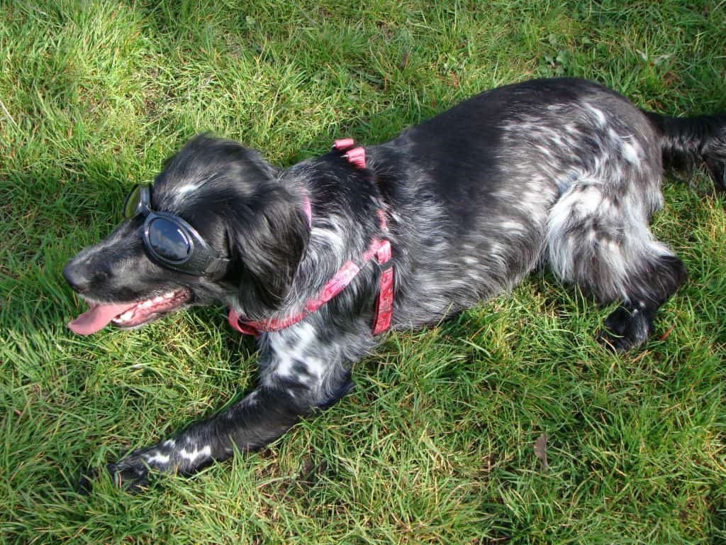 Photo of Cocker Spaniel With Harness