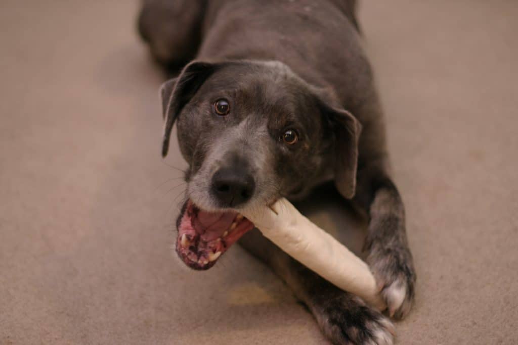 Photo of Dog With Rawhide Chew Toy