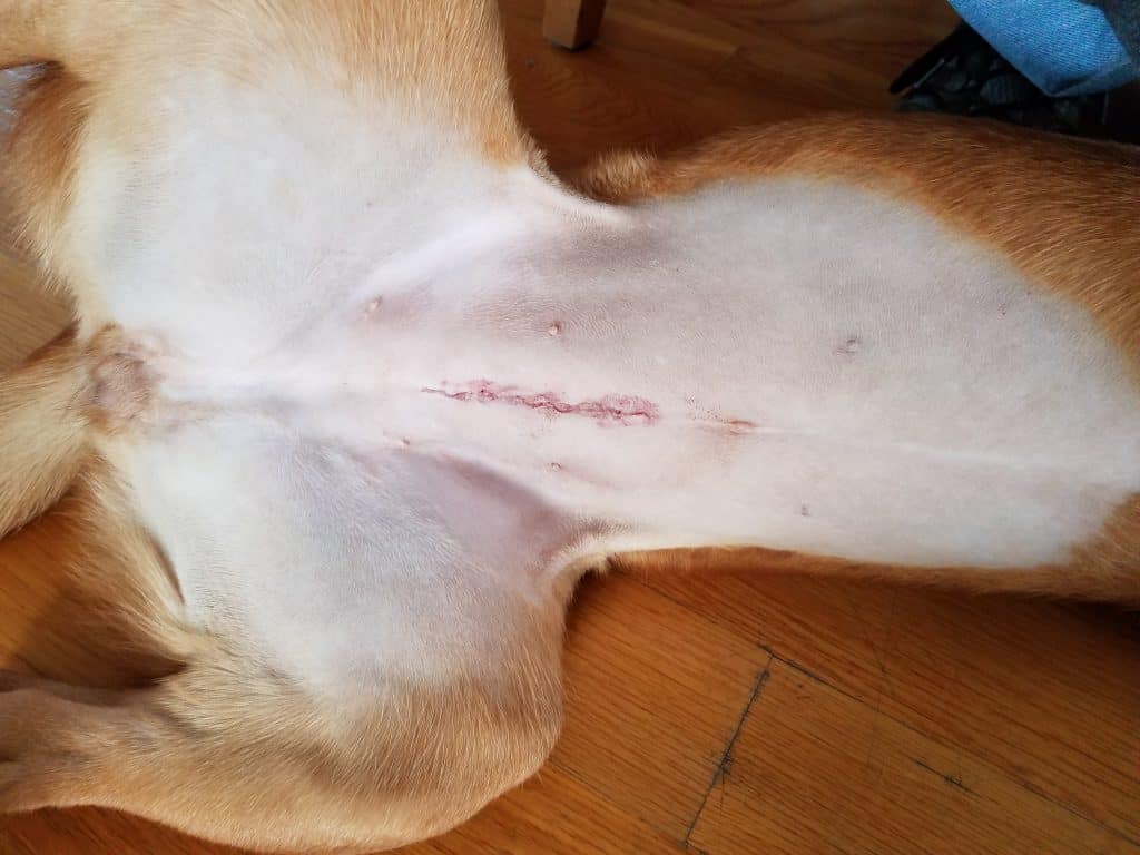 Photo of Female Dog Spay Incision