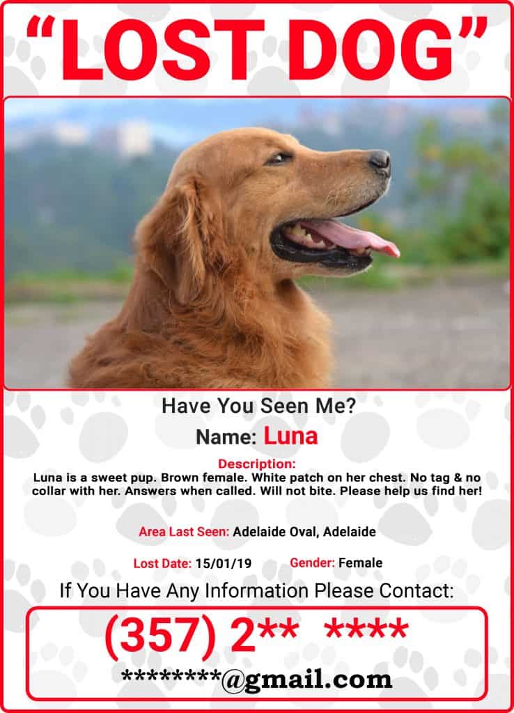 Photo of Lost Pet Flyer