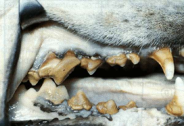 Photo of Parodontitis Hund
