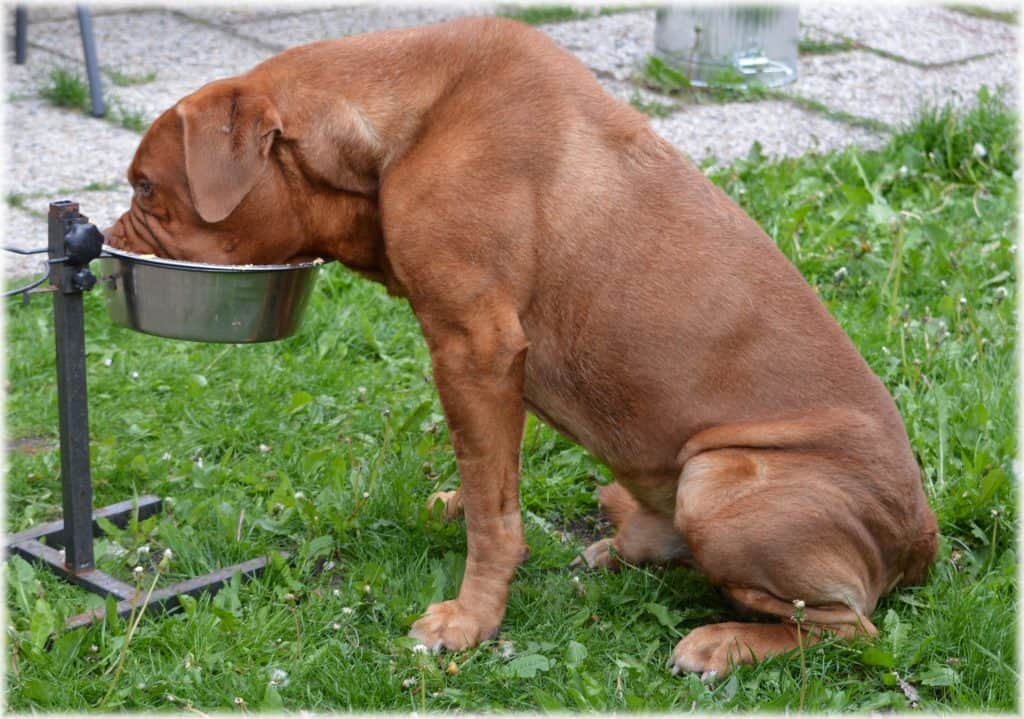 Photo of Dog Eating On A Bowl