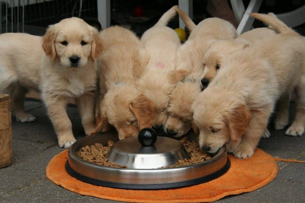 Photo of Golden Retriever Puppy Eating