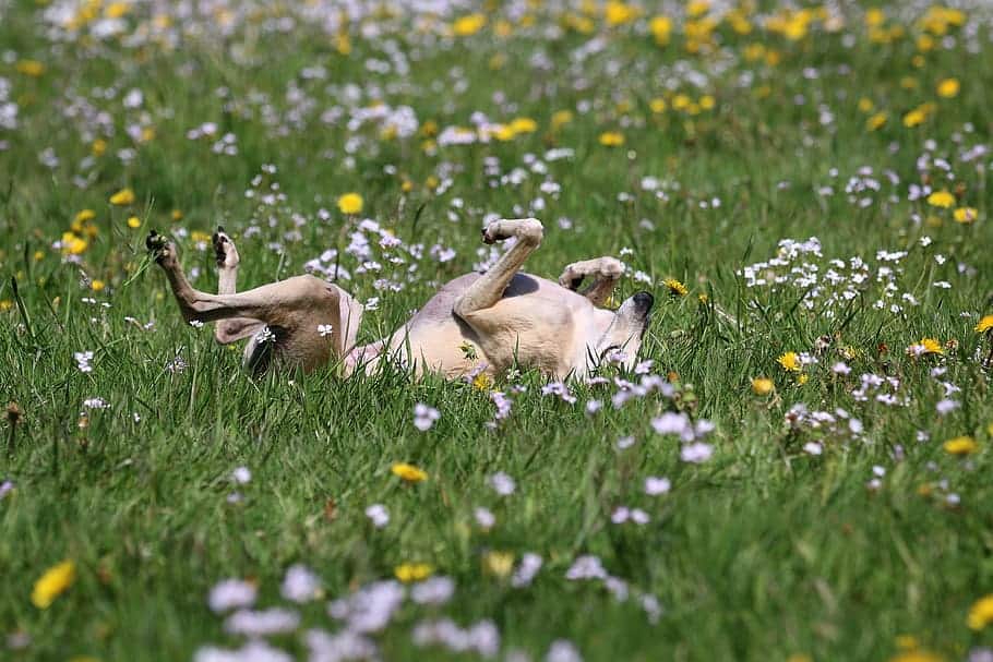 Photo of Greyhound Galgo Rolling In The Grass