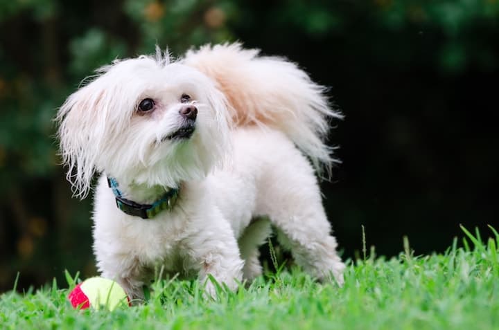 Photo of Maltipoo Playing With Ball Outdfoors