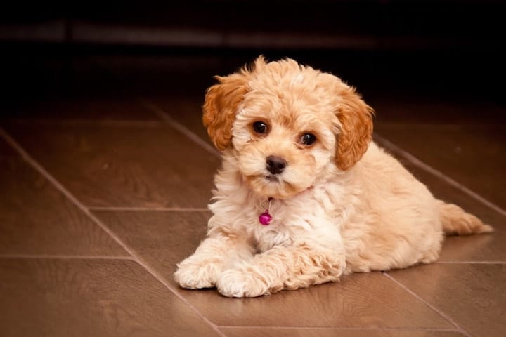 Maltipoo Temperament - Looking Beyond 