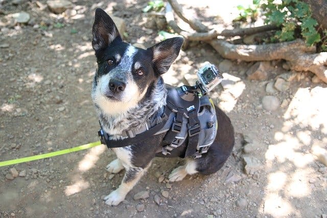 Photo of No Pull Dog Harness
