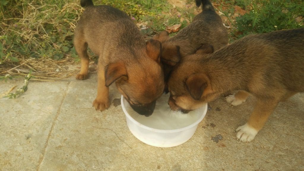 Photo of Puppies Drinking Milk