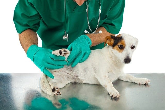 How Long After Applying K9 Advantix Can I Touch My Dog?