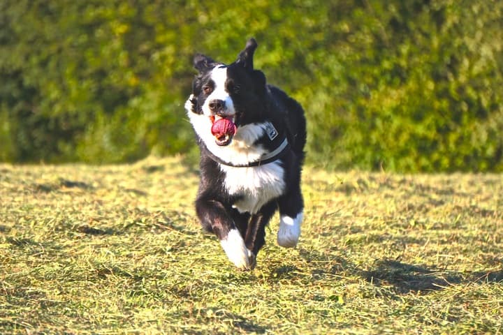 Photo of Tired Running Dog