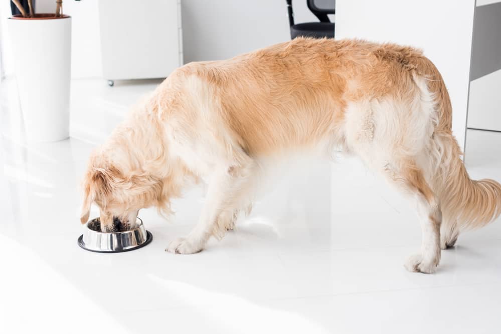 Photo of Dog Head Bowl